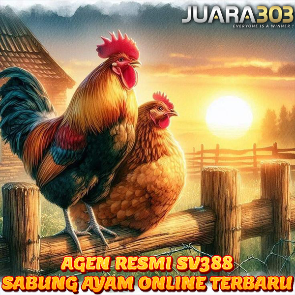 SV388 > Agen Resmi Wala Meron Terbaru Arena Sabung Ayam Online